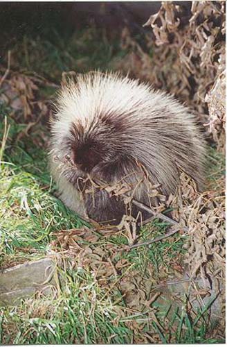 Porcupine