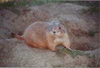 PrairieDog